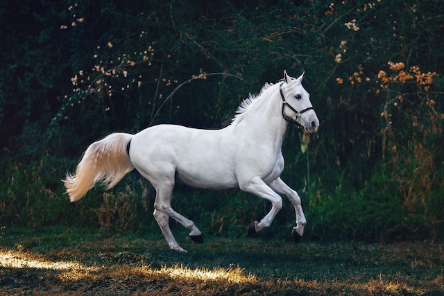 The Importance of Horse Medical Insurance for Ranch Owners